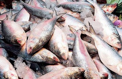 বছরজুড়ে ইলিশ সংরক্ষণের উপায়