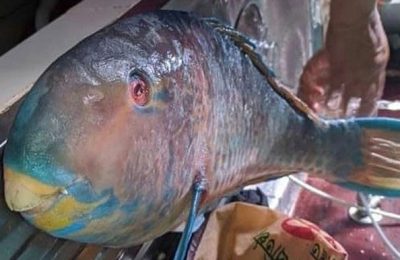 বিরল প্রজাতির মাছ ধরা পড়ল বঙ্গোপসাগরে