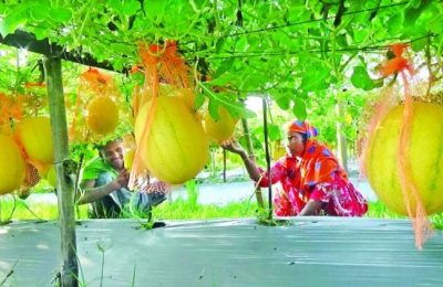 কালাইয়ে বিদেশি তরমুজ চাষে সফলতা