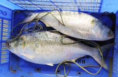 পদ্মায় ধরা পড়ল ২ কেজি ২০০ গ্রামের ইলিশ