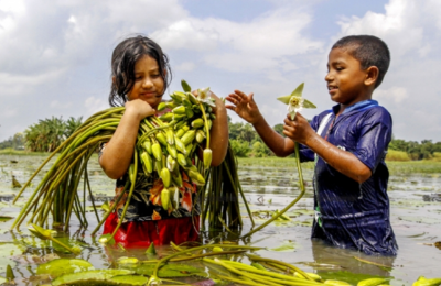 শাপলা বিক্রি করে বাড়তি উপার্জন