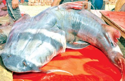 পদ্মায় ধরা পড়ল তিন বাগাড়, বড়টি ৩০ কেজি