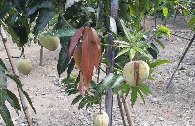 নতুন জাতের নাবি আম মেহেদী-২